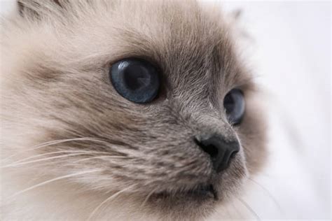 20 Birmanie Stock Photos Pictures And Royalty Free Images Istock
