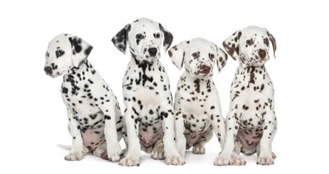 Can Dalmatians Have Brown Spots Humbledogs