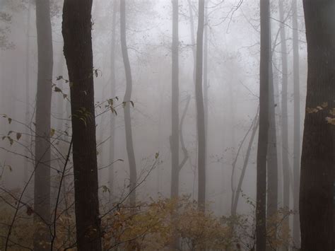I Took This While Hiking The At In Georgia Foggy Forest Mists Photo