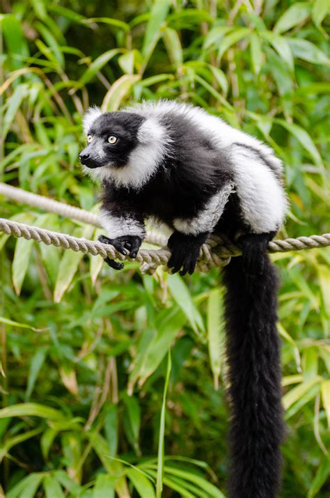 Free Images Animal Wildlife Zoo Mammal Fauna Primate Gibbon