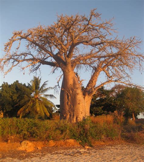 Baobab Baobab Tree On Wimbe Beach Pemba In Mozambique Ton Rulkens