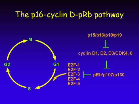 Cell Cycle Regulation And Cancer