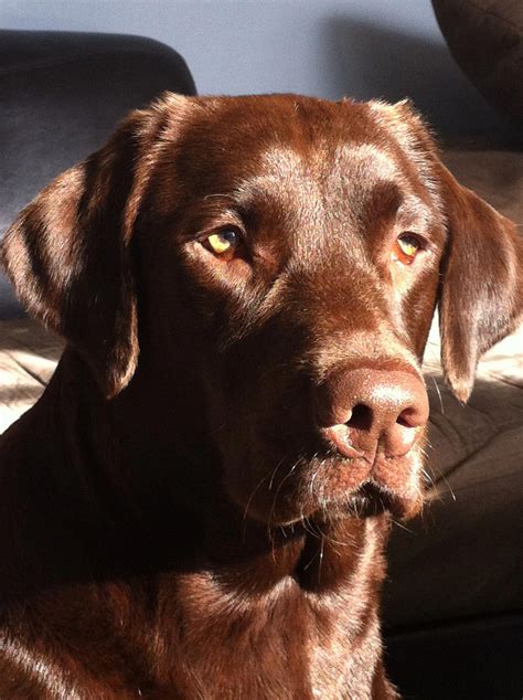 Explore Our Internet Site For More Info On Chocolate Labrador It Is An