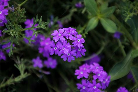 Photo Of Small Purple Flower Clusters Background Purple Floret