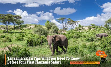Tanzania Safari Tips What You Need To Know Before Your First Tanzania
