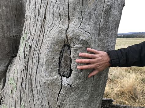 Preserving Story Telling Scar Trees And Aboriginal Heritage