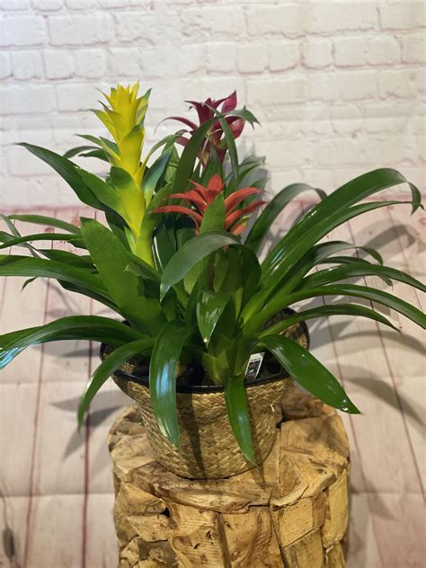 Triple Bromeliad Planter By Leos Metropolitan Florist