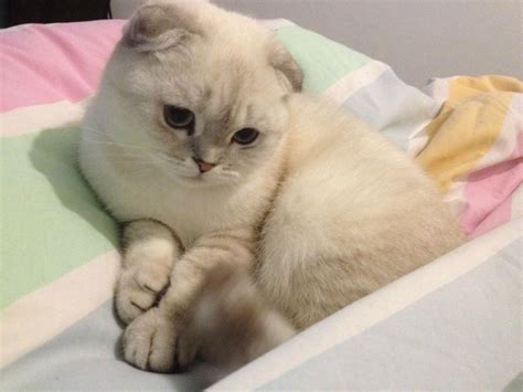 50 Very Cute Scottish Fold Kitten Photo And Pictures