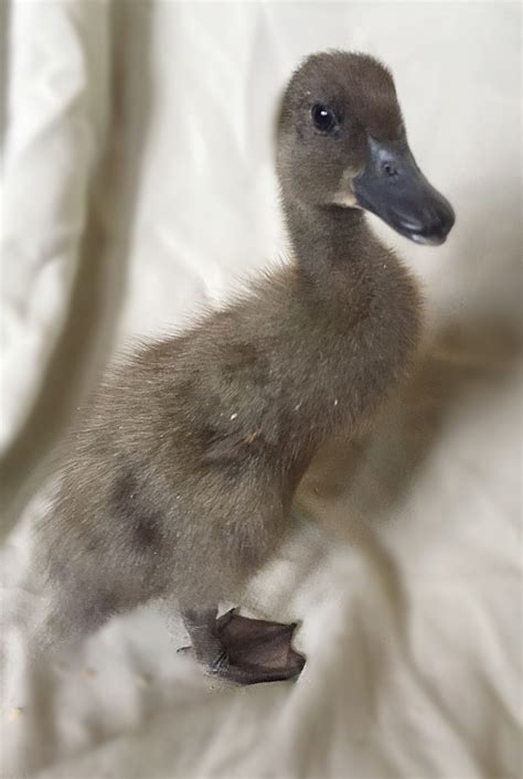 Find the perfect indian and white babies stock photos and editorial news pictures from getty images. Baby Blue Indian Runner Duck | Duck and ducklings, Pet ...