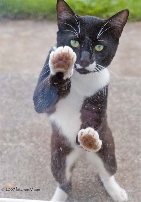So why would we recommend getting a shorthaired simply because the hair is shorter so you don't notice them as much. They Said I Could Be Anything...Cat Edition | Cats, Cats ...