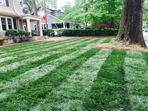 Elite Tall Fescue Lawn Traditional Landscape Charlotte By Super