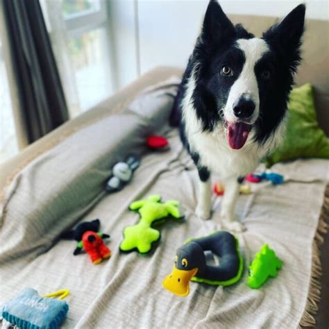 Several Genius Dogs Learn Names Of New Toys In Record Times Dogs