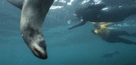 Cape Town Seal Snorkeling At Duiker Island Hout Bay Getyourguide