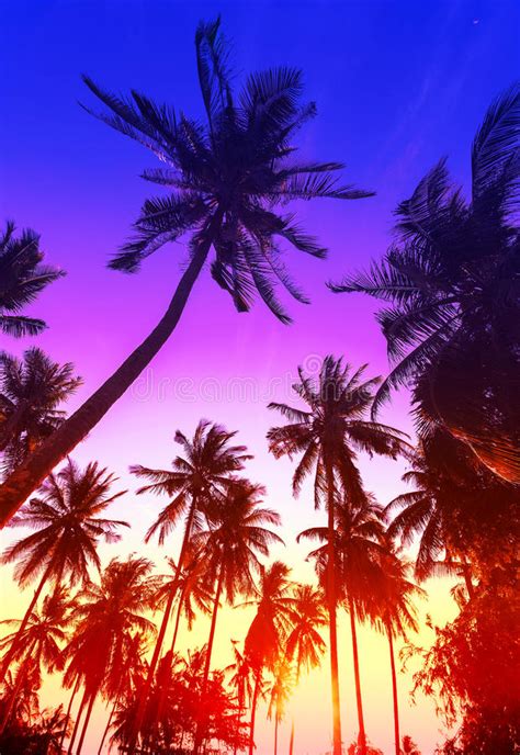 Palm Trees Silhouettes On Tropical Beach At Sunset Stock Image Image