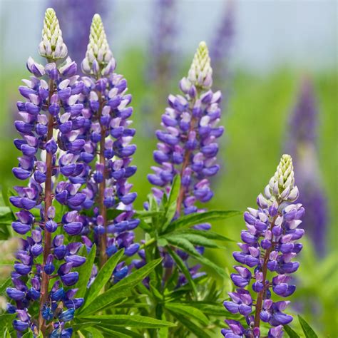 Blue And White Lupine Plants For Sale Lupinus Gallery Blue Easy To