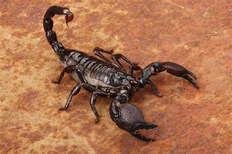 Sono sempre pronti a tutto. Sognare uno scorpione: significato del sogno di uno ...
