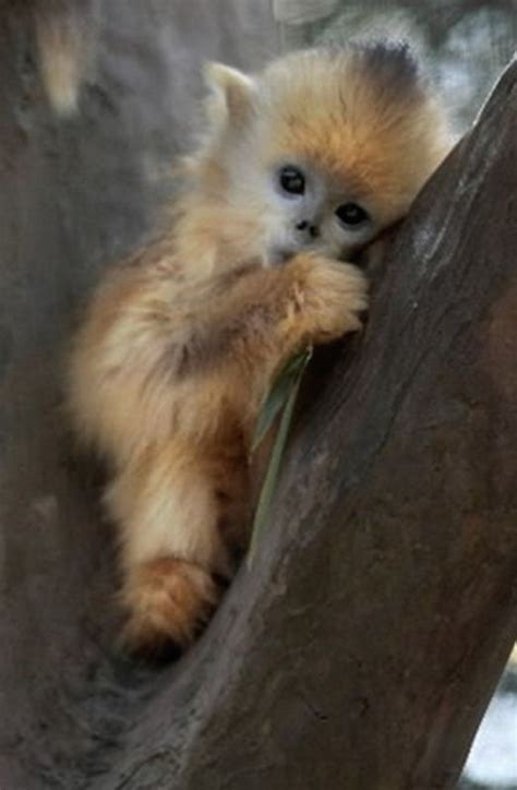 38 Best Cute Baby Monkeys Images On Pinterest Animals Nature And