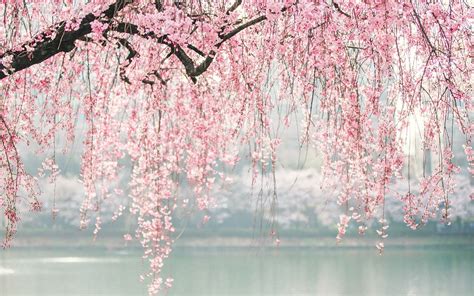 Aesthetic Cherry Blossom Wallpapers Wallpaper Cave