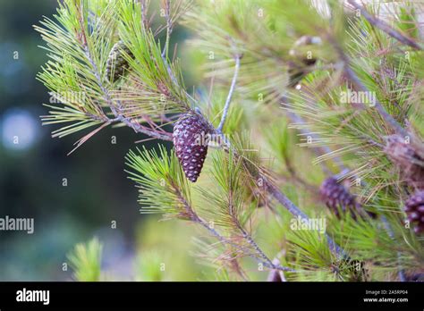 Green Mountain Pine Pinus Mugo Closeup With Young Cones On Blurred