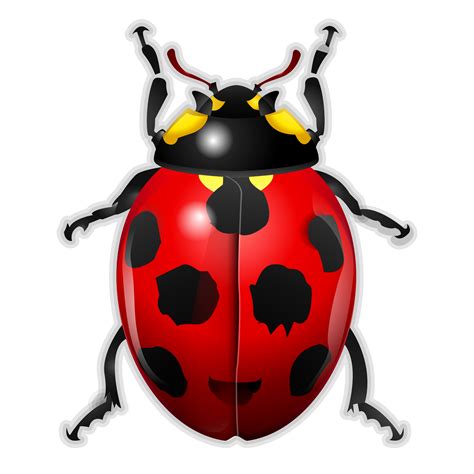 Symmetry Area Ladybird Png Clipart Royalty Free Svg Png My XXX Hot Girl