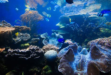 Waikiki Aquarium Honolulu Visit All Over The World