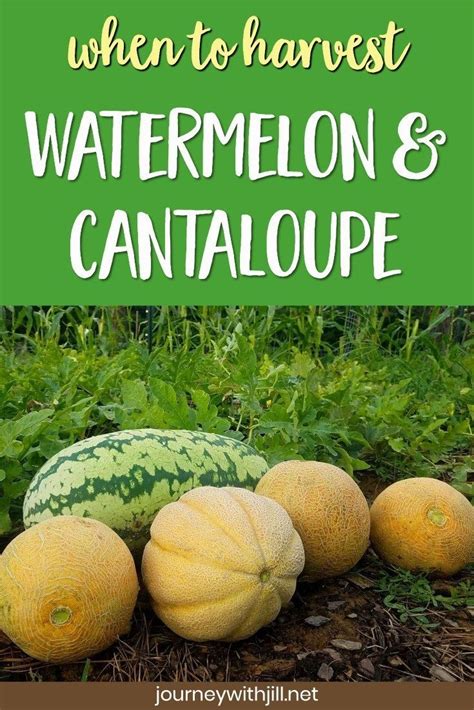 How Do You Know When Your Melons Are Ready To Pick With Cantaloupes