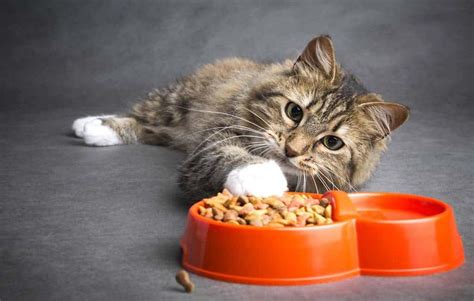 The acana brand of cat food offers just four dry cat food recipes, but all of them are made with fresh, regional ingredients and formulated to meet the nutritional needs of disclosure: Best Dry Cat Food 2020 Reviews (Buying Guide Included)