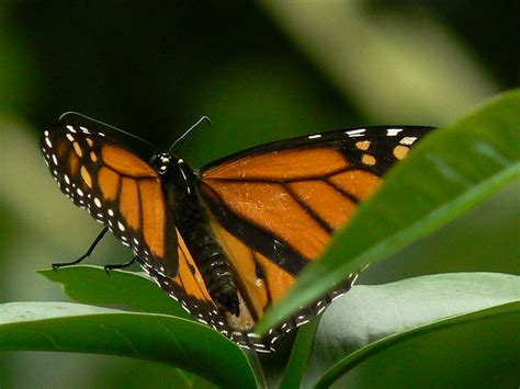 Beautiful Butterflies Melbourne Zoo Has A Wonderful Butter Flickr