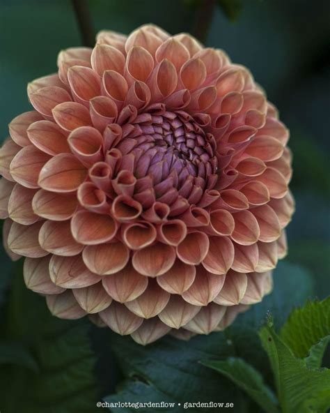 Pin On Dahlias