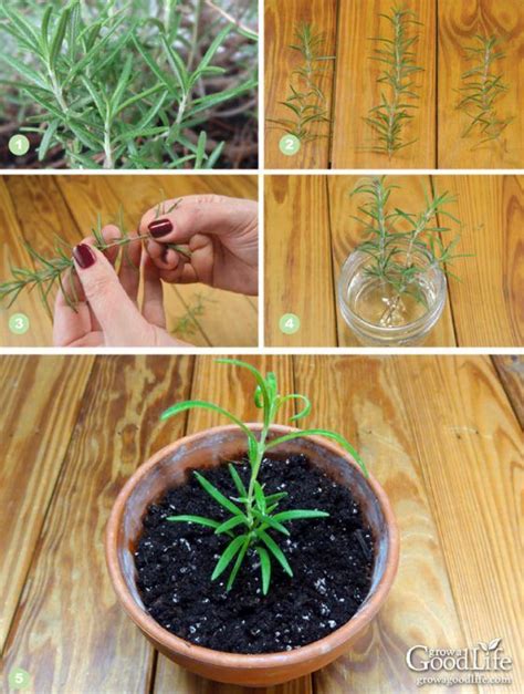 How To Propagate A Rosemary Plant From Stem Cuttings Rosemary Plant