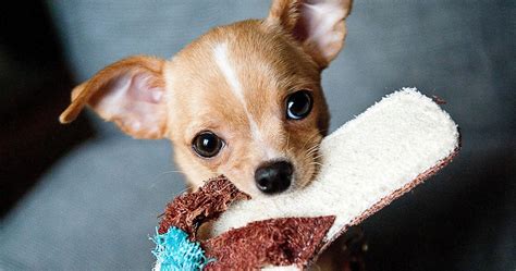 10 Fun Facts You Need To Know About Chihuahuas Thethings