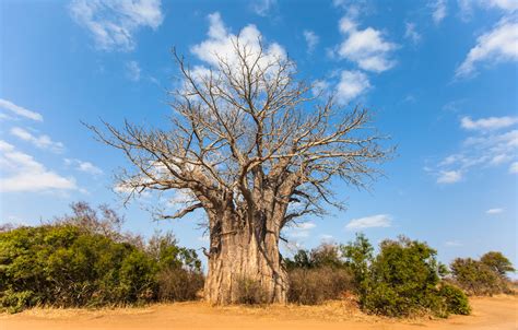 The Earth of India: All About Baobab (Adansonia digitata) in India