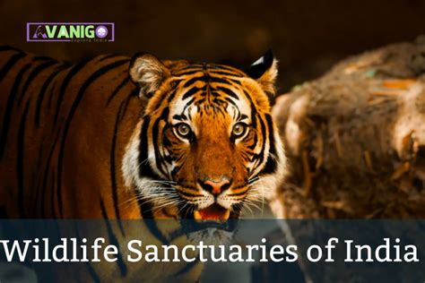 Top 26 Wildlife Sanctuaries In India National Park And Wildlife Sanctuary