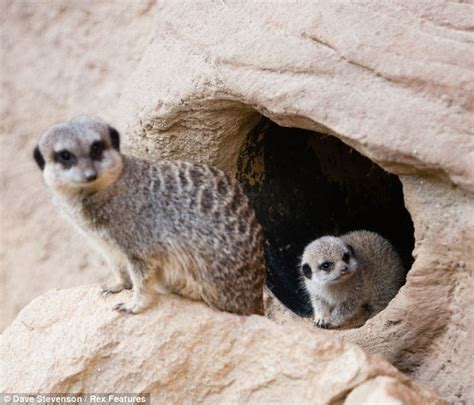 London Zoo Baby Meerkats Peer Out Of Their Burrows As They Prepare To