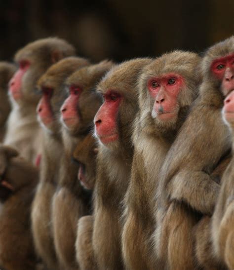 Transgenic Monkeys Show Signs Of Autism