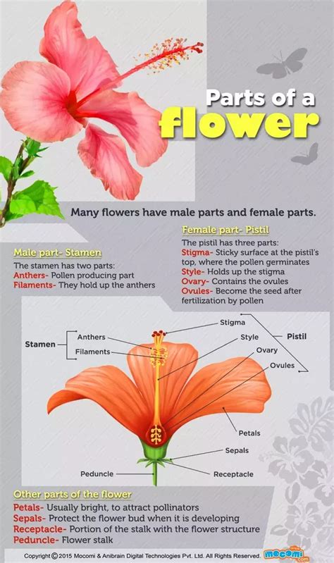 Petals can be all colors, shapes, and smells which serve to attract pollinators. What are the four main parts of a flower? - Quora