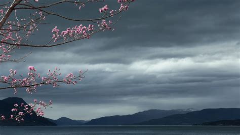 Wallpaper Sakura Overcast Cloud Blurry Japan 1920x1080 Tree Landscape