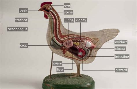 Chicken Anatomy 101 A Beginner S Guide To Understanding Your Flock