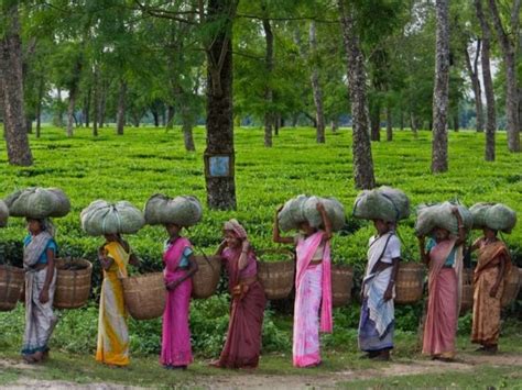 Tea Plantations