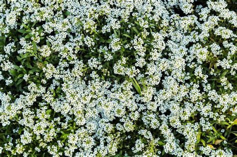 Small White Flowers And Green Leaves Garden Top View Stock