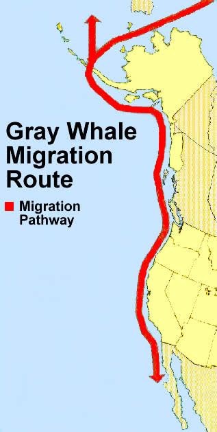 Getting Ready For Gray Whale Migration Mapping The Migration Route