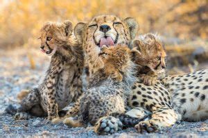 Remembering Cheetahs Raises In Just Weeks Nature Ttl