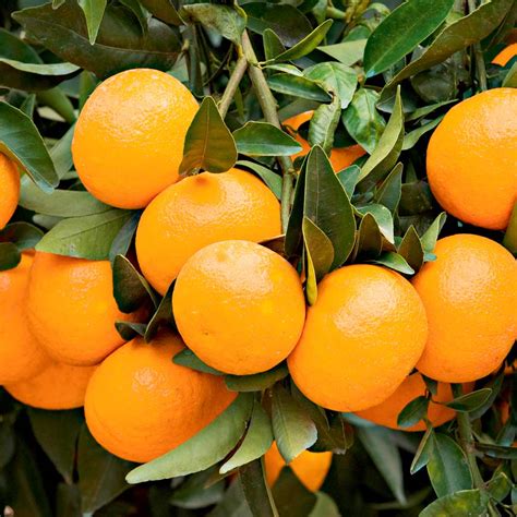 Mandarin Citrus Fruit Suttons