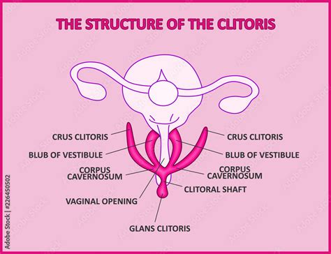 The Structure Of The Clitoris A Medical Poster Female Anatomy Vagina Stock Adobe Stock