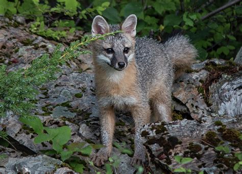 Grey Fox Kit 4 Photograph By Teresa Wilson