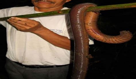 Photo Purports To Show Giant Worm Like Creature Outdoorhub