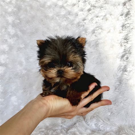 Yorkshire Terrier Puppies For Sale Tampa Fl 295890