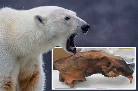 Polar Bear Skull Proves Legends True King Sized Bones
