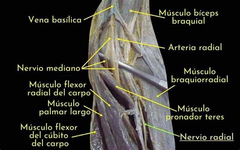 Nervio Radial Qué Es Anatomía Funciones Y Patologías