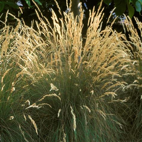 Festuca Eilers Beauty Liners From Emerald Coast Growers